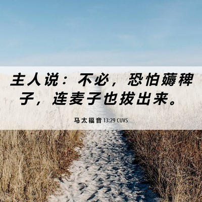 Picture 06 - 马 太 福 音 13:29 CUVS - 主 人 说 ： 不 必 ， 恐 怕 薅 稗 子 - Bible Verse Picture