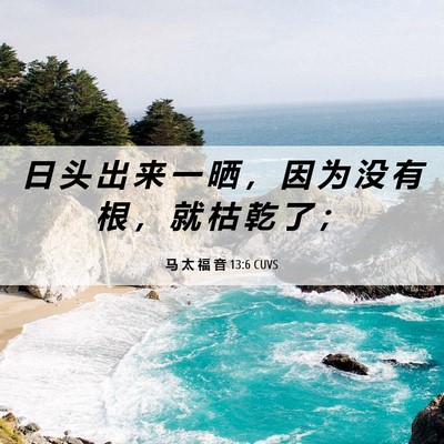 Picture 06 - 马 太 福 音 13:6 CUVS - 日 头 出 来 一 晒 ， 因 为 没 有 根 - Bible Verse Picture