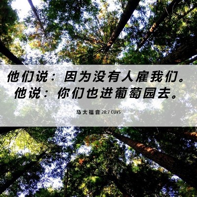 Picture 06 - 马 太 福 音 20:7 CUVS - 他 们 说 ： 因 为 没 有 人 雇 我 们 - Bible Verse Picture