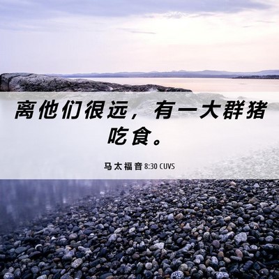 Picture 06 - 马 太 福 音 8:30 CUVS - 离 他 们 很 远 ， 有 一 大 群 猪 吃 - Bible Verse Picture