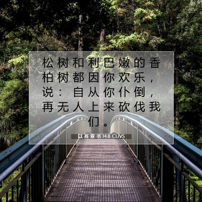 Picture 07 - 以 赛 亚 书 14:8 CUVS - 松 树 和 利 巴 嫩 的 香 柏 树 都 因 - Bible Verse Picture