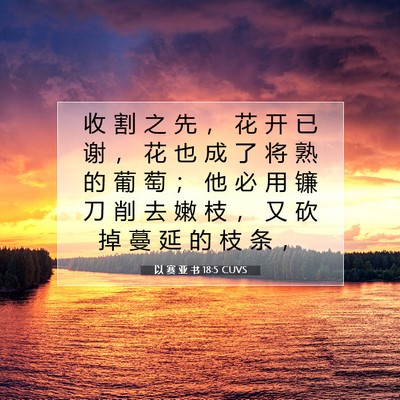 Picture 07 - 以 赛 亚 书 18:5 CUVS - 收 割 之 先 ， 花 开 已 谢 ， 花 也 - Bible Verse Picture