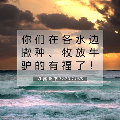 Picture 07 - 以 赛 亚 书 32:20 CUVS - 你 们 在 各 水 边 撒 种 、 牧 放 牛 - Bible Verse Picture
