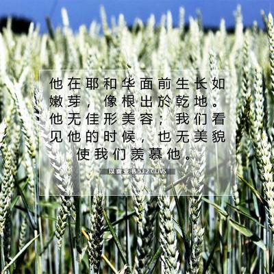 Picture 07 - 以 赛 亚 书 53:2 CUVS - 他 在 耶 和 华 面 前 生 长 如 嫩 芽 - Bible Verse Picture