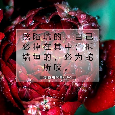 Picture 07 - 传 道 书 10:8 CUVS - 挖 陷 坑 的 ， 自 己 必 掉 在 其 中 - Bible Verse Picture