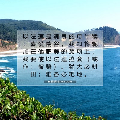 Picture 07 - 何 西 阿 书 10:11 CUVS - 以 法 莲 是 驯 良 的 母 牛 犊 ， 喜 - Bible Verse Picture