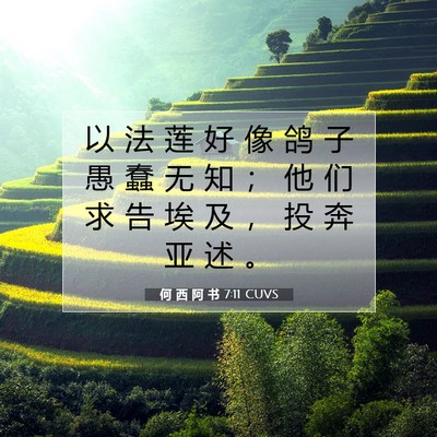Picture 07 - 何 西 阿 书 7:11 CUVS - 以 法 莲 好 像 鸽 子 愚 蠢 无 知 ； - Bible Verse Picture
