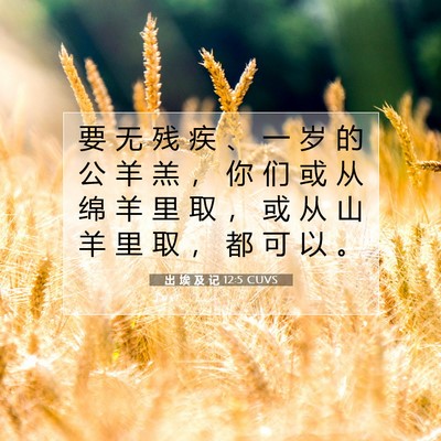 Picture 07 - 出 埃 及 记 12:5 CUVS - 要 无 残 疾 、 一 岁 的 公 羊 羔 ， - Bible Verse Picture