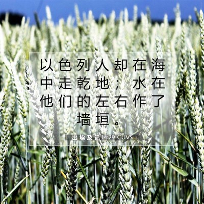 Picture 07 - 出 埃 及 记 14:29 CUVS - 以 色 列 人 却 在 海 中 走 乾 地 ； - Bible Verse Picture