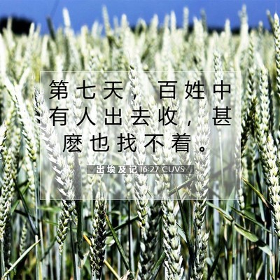 Picture 07 - 出 埃 及 记 16:27 CUVS - 第 七 天 ， 百 姓 中 有 人 出 去 收 - Bible Verse Picture