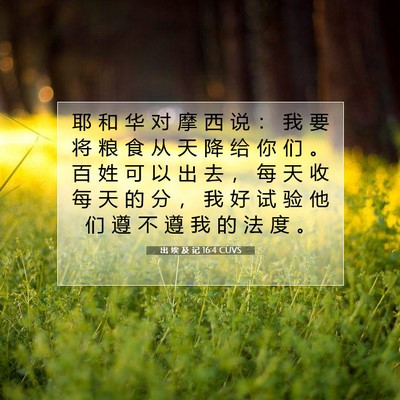 Picture 07 - 出 埃 及 记 16:4 CUVS - 耶 和 华 对 摩 西 说 ： 我 要 将 粮 - Bible Verse Picture