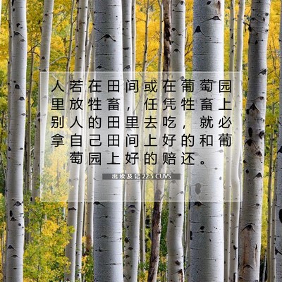 Picture 07 - 出 埃 及 记 22:5 CUVS - 人 若 在 田 间 或 在 葡 萄 园 里 放 - Bible Verse Picture