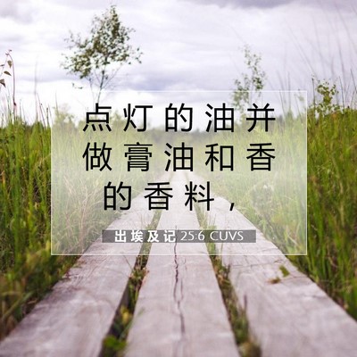 Picture 07 - 出 埃 及 记 25:6 CUVS - 点 灯 的 油 并 做 膏 油 和 香 的 香 - Bible Verse Picture