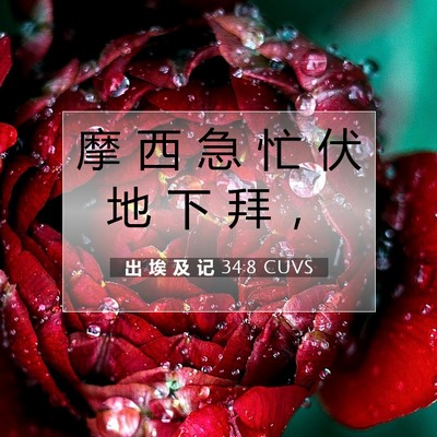 Picture 07 - 出 埃 及 记 34:8 CUVS - 摩 西 急 忙 伏 地 下 拜 - Bible Verse Picture