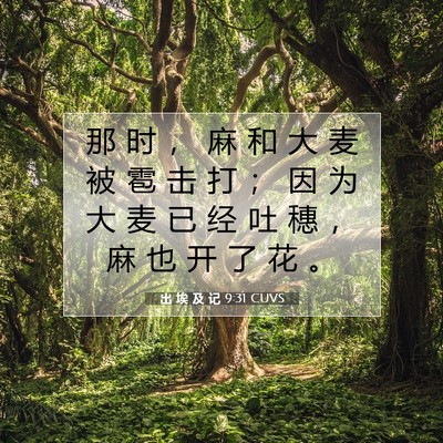 Picture 07 - 出 埃 及 记 9:31 CUVS - 那 时 ， 麻 和 大 麦 被 雹 击 打 ； - Bible Verse Picture