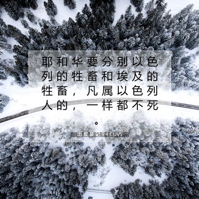Picture 07 - 出 埃 及 记 9:4 CUVS - 耶 和 华 要 分 别 以 色 列 的 牲 畜 - Bible Verse Picture