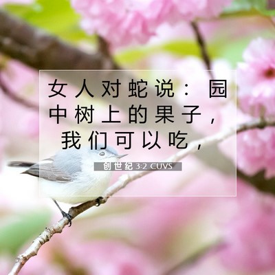 Picture 07 - 创 世 纪 3:2 CUVS - 女 人 对 蛇 说 ： 园 中 树 上 的 果 - Bible Verse Picture