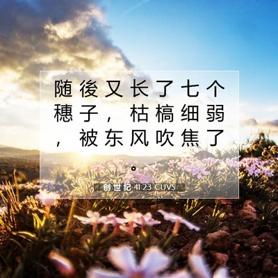 Picture 07 - 创 世 纪 41:23 CUVS - 随 後 又 长 了 七 个 穗 子 ， 枯 槁 - Bible Verse Picture