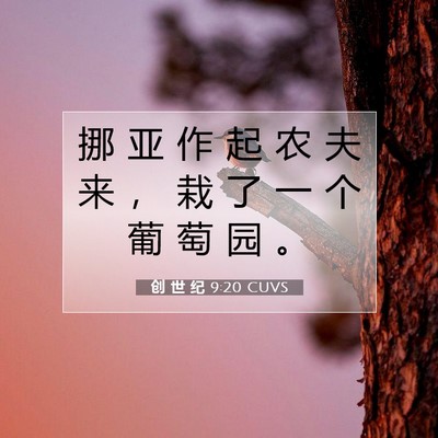 Picture 07 - 创 世 纪 9:20 CUVS - 挪 亚 作 起 农 夫 来 ， 栽 了 一 个 - Bible Verse Picture