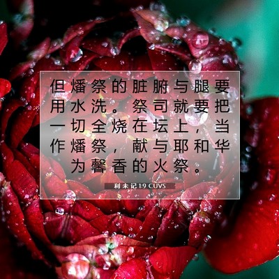 Picture 07 - 利 未 记 1:9 CUVS - 但 燔 祭 的 脏 腑 与 腿 要 用 水 洗 - Bible Verse Picture