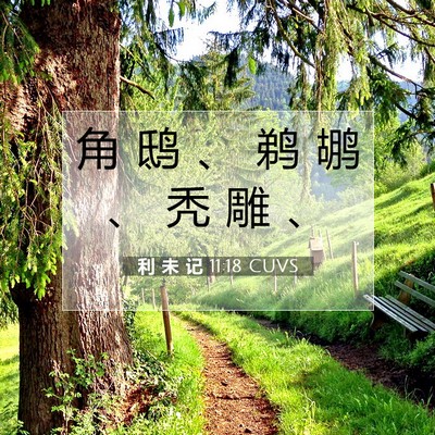 Picture 07 - 利 未 记 11:18 CUVS - 角 鸱 、 鹈 鹕 、 秃 雕 - Bible Verse Picture