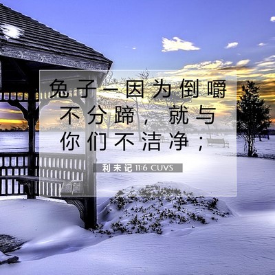 Picture 07 - 利 未 记 11:6 CUVS - 兔 子 ─ 因 为 倒 嚼 不 分 蹄 ， 就 - Bible Verse Picture