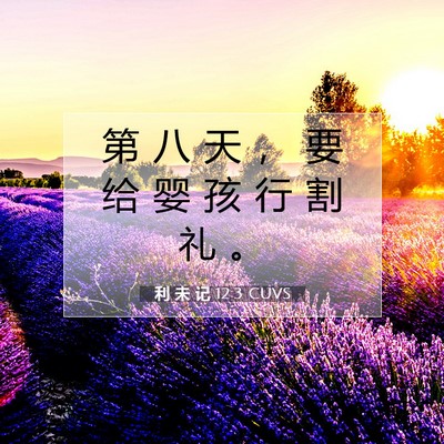 Picture 07 - 利 未 记 12:3 CUVS - 第 八 天 ， 要 给 婴 孩 行 割 礼 - Bible Verse Picture