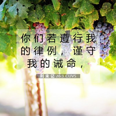 Picture 07 - 利 未 记 26:3 CUVS - 你 们 若 遵 行 我 的 律 例 ， 谨 守 - Bible Verse Picture