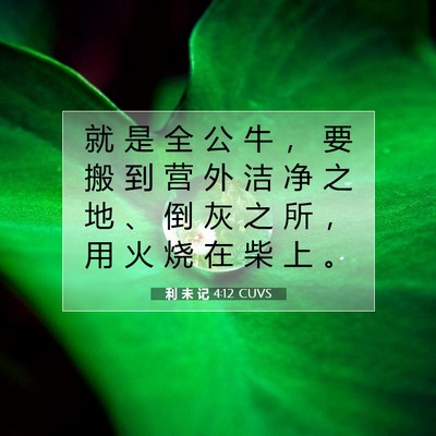 Picture 07 - 利 未 记 4:12 CUVS - 就 是 全 公 牛 ， 要 搬 到 营 外 洁 - Bible Verse Picture