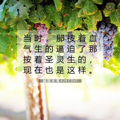 Picture 07 - 加 拉 太 书 4:29 CUVS - 当 时 ， 那 按 着 血 气 生 的 逼 迫 - Bible Verse Picture