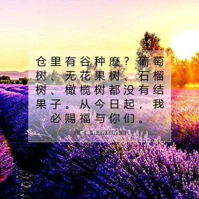 Picture 07 - 哈 该 书 2:19 CUVS - 仓 里 有 谷 种 麽 ？ 葡 萄 树 、 无 - Bible Verse Picture