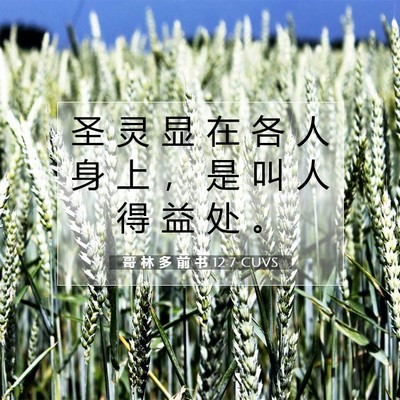 Picture 07 - 哥 林 多 前 书 12:7 CUVS - 圣 灵 显 在 各 人 身 上 ， 是 叫 人 - Bible Verse Picture