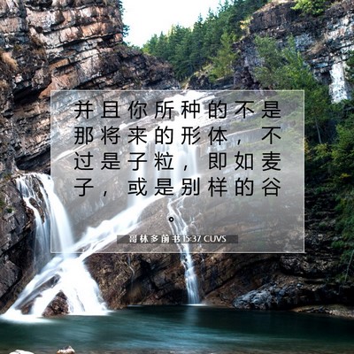 Picture 07 - 哥 林 多 前 书 15:37 CUVS - 并 且 你 所 种 的 不 是 那 将 来 的 - Bible Verse Picture