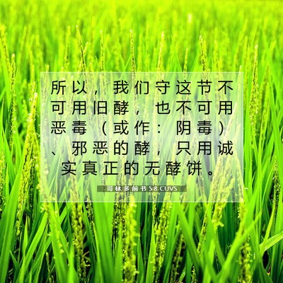 Picture 07 - 哥 林 多 前 书 5:8 CUVS - 所 以 ， 我 们 守 这 节 不 可 用 旧 - Bible Verse Picture