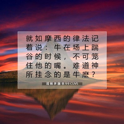 Picture 07 - 哥 林 多 前 书 9:9 CUVS - 就 如 摩 西 的 律 法 记 着 说 ： 牛 - Bible Verse Picture