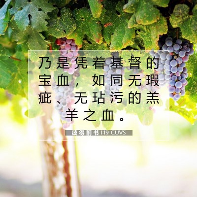 Picture 07 - 彼 得 前 书 1:19 CUVS - 乃 是 凭 着 基 督 的 宝 血 ， 如 同 - Bible Verse Picture