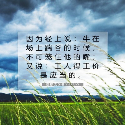 Picture 07 - 提 摩 太 前 书 5:18 CUVS - 因 为 经 上 说 ： 牛 在 场 上 踹 谷 - Bible Verse Picture