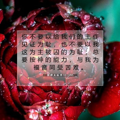 Picture 07 - 提 摩 太 后 书 1:8 CUVS - 你 不 要 以 给 我 们 的 主 作 见 证 - Bible Verse Picture