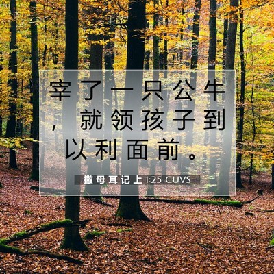Picture 07 - 撒 母 耳 记 上 1:25 CUVS - 宰 了 一 只 公 牛 ， 就 领 孩 子 到 - Bible Verse Picture
