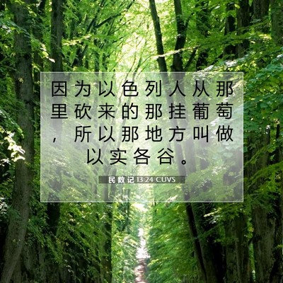 Picture 07 - 民 数 记 13:24 CUVS - 因 为 以 色 列 人 从 那 里 砍 来 的 - Bible Verse Picture