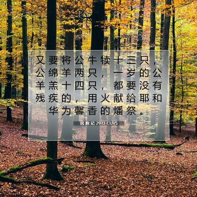 Picture 07 - 民 数 记 29:13 CUVS - 又 要 将 公 牛 犊 十 三 只 ， 公 绵 - Bible Verse Picture