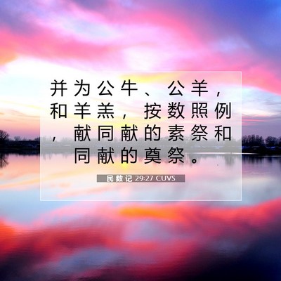 Picture 07 - 民 数 记 29:27 CUVS - 并 为 公 牛 、 公 羊 ， 和 羊 羔 ， - Bible Verse Picture