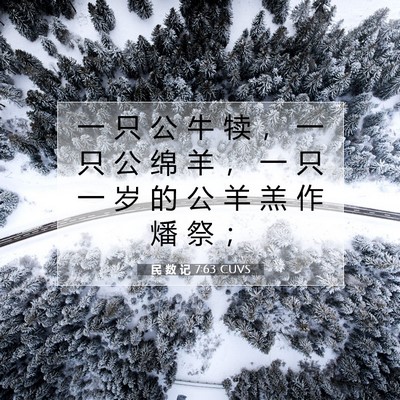 Picture 07 - 民 数 记 7:63 CUVS - 一 只 公 牛 犊 ， 一 只 公 绵 羊 ， - Bible Verse Picture