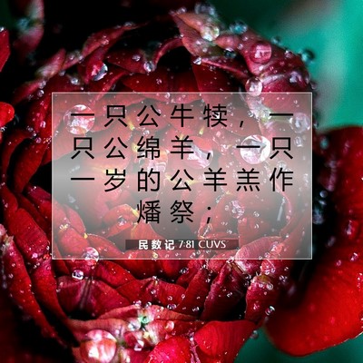 Picture 07 - 民 数 记 7:81 CUVS - 一 只 公 牛 犊 ， 一 只 公 绵 羊 ， - Bible Verse Picture