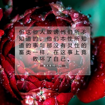 Picture 07 - 犹 大 书 1:10 CUVS - 但 这 些 人 毁 谤 他 们 所 不 知 道 - Bible Verse Picture