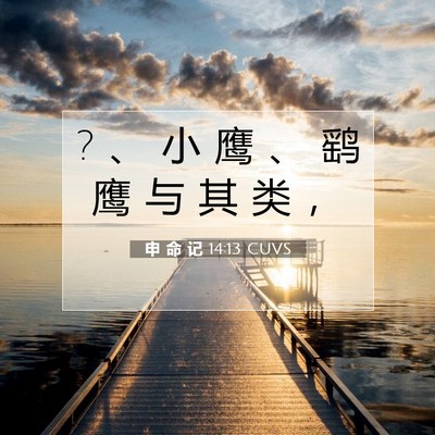 Picture 07 - 申 命 记 14:13 CUVS - ? 、 小 鹰 、 鹞 鹰 与 其 类 - Bible Verse Picture