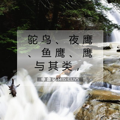 Picture 07 - 申 命 记 14:15 CUVS - 鸵 鸟 、 夜 鹰 、 鱼 鹰 、 鹰 与 其 - Bible Verse Picture