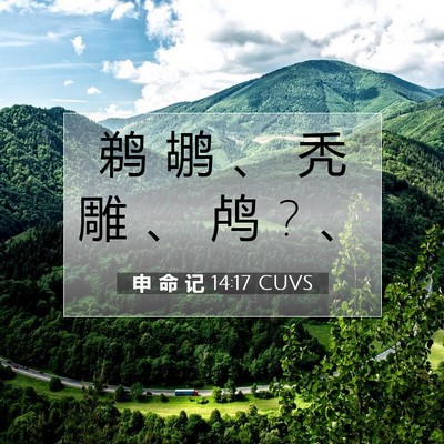 Picture 07 - 申 命 记 14:17 CUVS - 鹈 鹕 、 秃 雕 、 鸬 ? - Bible Verse Picture