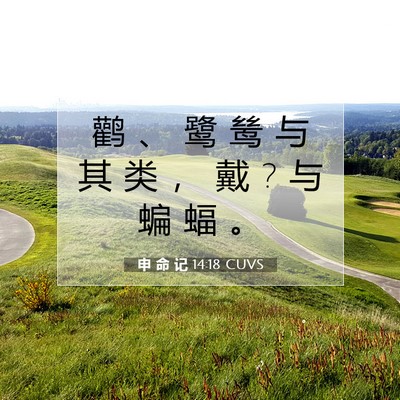 Picture 07 - 申 命 记 14:18 CUVS - 鹳 、 鹭 鸶 与 其 类 ， 戴 ? 与 蝙 蝠 - Bible Verse Picture