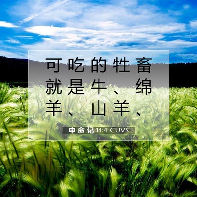 Picture 07 - 申 命 记 14:4 CUVS - 可 吃 的 牲 畜 就 是 牛 、 绵 羊 、 - Bible Verse Picture